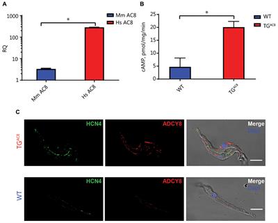 Overexpression of a Neuronal Type Adenylyl Cyclase (Type 8) in Sinoatrial Node Markedly Impacts Heart Rate and Rhythm